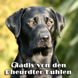 Gladis von den Rheurdter Kuhlen