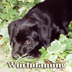 Gladline Wurfplanung